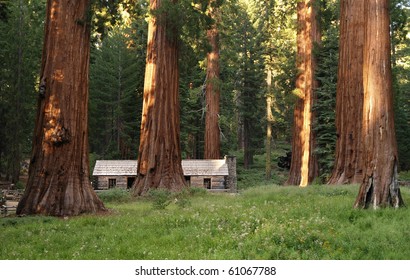 Yosemite National Park - Mariposa Grove Redwoods