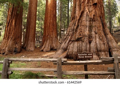 Yosemite National Park - Mariposa Grove Redwoods