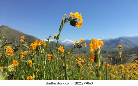 Yosemite Spring Flowers Behind Mountain