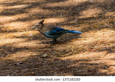 Yosemite Valley, California / USA: Portrait Of A Steller's Jay Bird Standing In Pine Cones, Spotted In Yosemite National Park, California