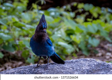 Yosemite Valley, California / USA: Portrait Of A Steller's Jay Bird Standing In Pine Cones, Spotted In Yosemite National Park