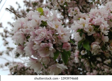 Yoshino Cherry Blossoms In Bloom, Englewood Cliffs, NJ.