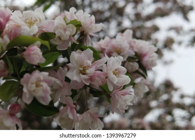 Yoshino Cherry Blossoms Past Peak Bloom. Englewood Cliffs, NJ.