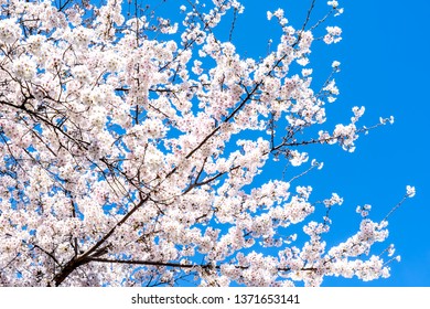 Imagenes Fotos De Stock Y Vectores Sobre Yoshino Cherry Tree