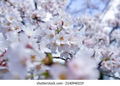 Yoshino cherry tree in full bloom with blue sky