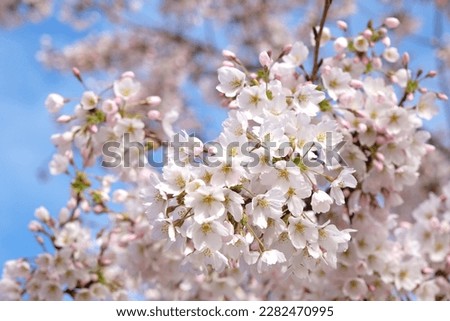 Yoshino cherry trees, Prunus yedoensis, in flower. 