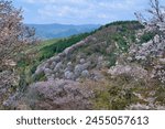 Yoshino Senbonzakura in full bloom