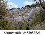 Yoshino Senbonzakura in full bloom