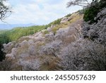 Yoshino Senbonzakura in full bloom