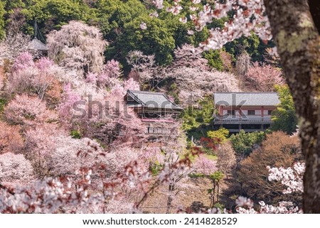 Yoshinoyama, Nara Prefecture, cherry blossoms in full bloom