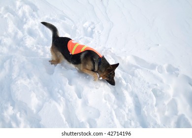 If You Are Buried In An Avalanche, Who Could Imagine A More Welcome Sight That This Dog!