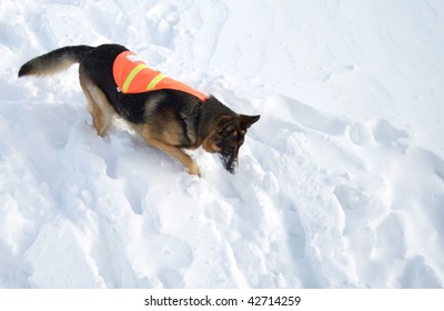 If You Are Buried In An Avalanche, Who Could Imagine A More Welcome Sight That This Dog!