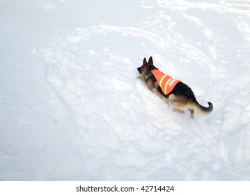 If You Are Buried In An Avalanche, Who Could Imagine A More Welcome Sight That This Dog!