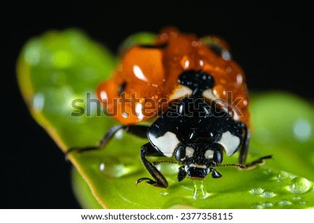 Similar – Image, Stock Photo random sample Insect Green