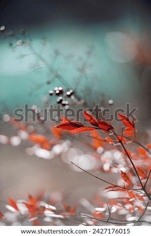 Similar – Image, Stock Photo Small flowers Environment