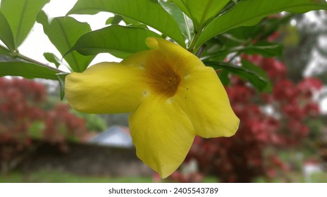 You can see the Golden Trumpet Flower with green leaves and yellow flowers, growing in the yard of the house, the flowers are beautiful and pleasing to the eye, most of which flower in the rainy seaso
