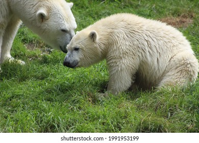 You can see two different white polar bears. The big one bends his head towards the little polar bear. They are sitting together on a green meadow.