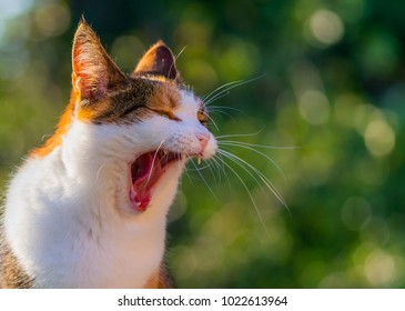 If you need the ultimate cat yawning photo then look no further! Shot outdoors with great details and beautiful bokeh. By quadriplegic wildlife photographer Magnus Borg in Lidköping Sweden  08 23 2017