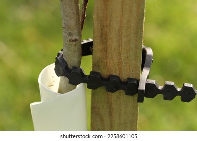You tree being supported by a stake to help keep it straight.  - Shutterstock ID 2258601105