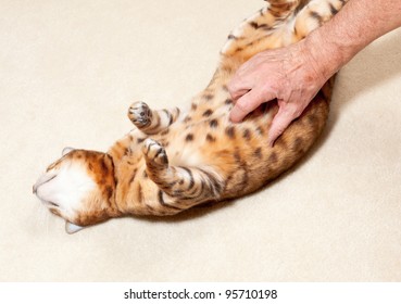 Yound Bengal Cat On Its Back On Carpet And Having Its Tummy Tickled