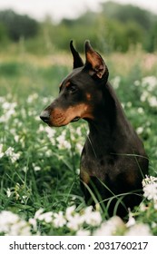The younf doberman is sitting in the grass