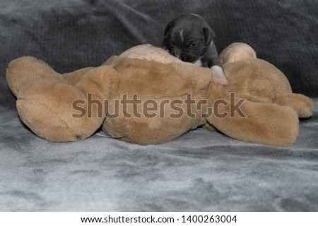 Similar – Image, Stock Photo colour harmony Animal Dog