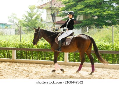 Young 20s Asian woman in horse riding suit with beautiful animal outdoors. Female ride tall smart strong Horse in stable and train learning practice over green background full length - Powered by Shutterstock