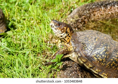 106 Three toed box turtle Images, Stock Photos & Vectors | Shutterstock