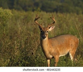 Young 8 Point Whitetail Deer Buck, Tall Field Grass, Great Smoky Mountains National Park, Tennessee, USA