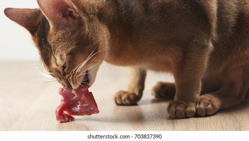 can kittens eat beef
