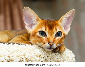 Young Abyssinian Cat Lying At Cat Tree Furniture