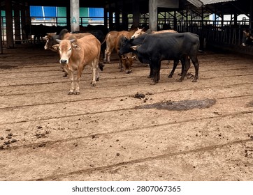 Young Aceh cattle standing inside a livestock barn in Aceh, Indonesia. Healthy indigenous cattle raised by local farmers in a tropical agricultural environment.