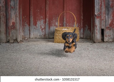 Young And Active Dachshund Dog Jumping In Front Of Old Red Barn Door