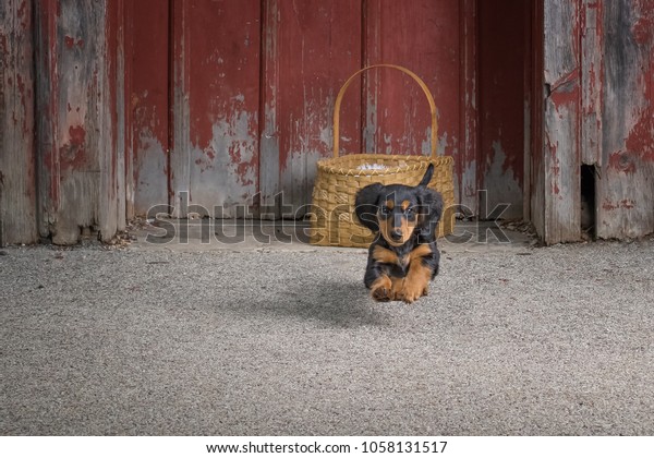 Young Active Dachshund Dog Jumping Front Stock Photo Edit Now