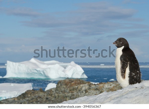 Young Adelie Penguin Standing On Snowy Stock Photo 394056367 | Shutterstock