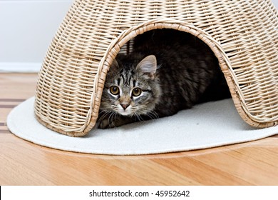 Young Adorable Cute Cat Is Hiding In Pet House Playing