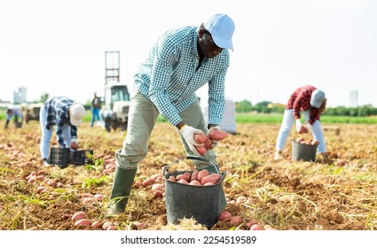 Young adult African American male farmer harvesting potatoes on field at vegetable farm - Powered by Shutterstock