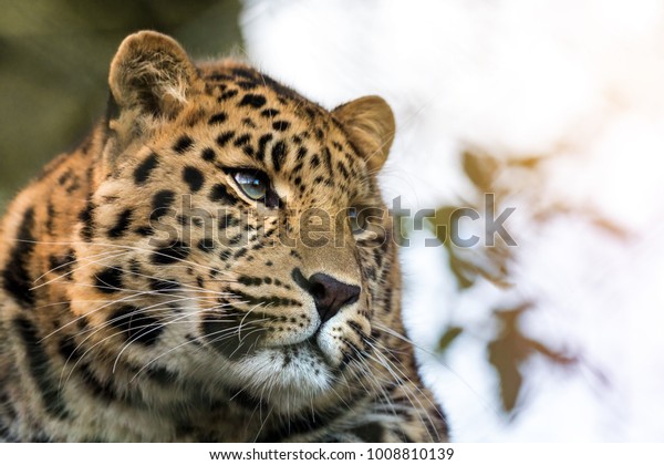 Young adult Amur Leopard. A species of\
leopard indigenous to southeastern Russia and northeast China, and\
listed as Critically Endangered. Space for\
text.