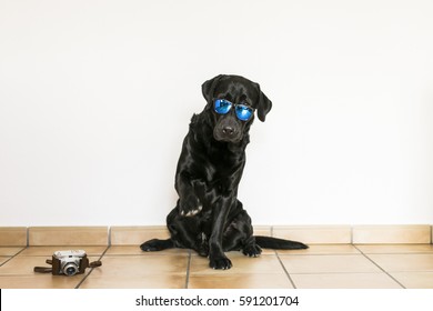 Young Adult Black Labrador Retriever Isolated On White Background Wearing Sunglasses. Fun And Lifestyle