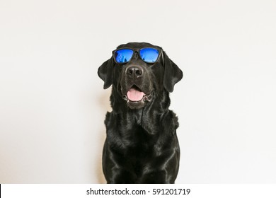 Young Adult Black Labrador Retriever Isolated On White Background Wearing Sunglasses. Fun And Lifestyle