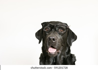 black lab glasses