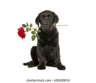 Young Adult Black Labrador Retriever Sitting Holding A Red Rose In Its Mouth Isolated On A White Background