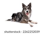 Young adult blue merle Border Collie dog, laying down side ways on edge. Looking straight towards camera panting. Isolated on a white background.