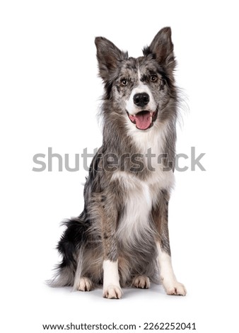 Young adult blue merle Border Collie dog, sitting up facing front. Looking straight towards camera panting. Isolated on a white background.
