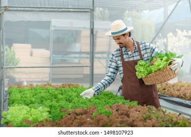 Young Adult Couple Picking Vegetable From Backyard Garden