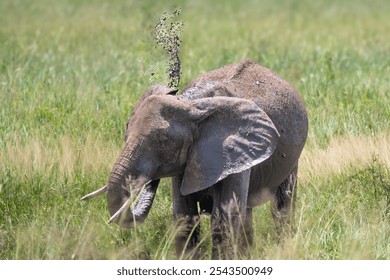 Young adult elephant getting a mud bath shower - Powered by Shutterstock