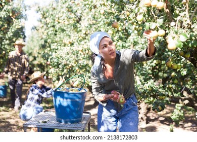 Young adult female farmer gathering harvest of pears in garden. Harvesting season, farm workers picking ripe fruits