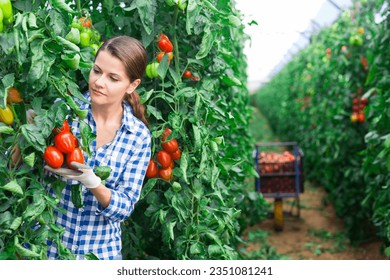 Young adult female farmer harvesting ripe plum tomatoes in greenhouse - Powered by Shutterstock