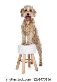 Young adult Golden Labradoodle dog, standing behind and with front paws on little stool, looking at camera with sweet brown eyes and open mouth. Isolated on white background.
