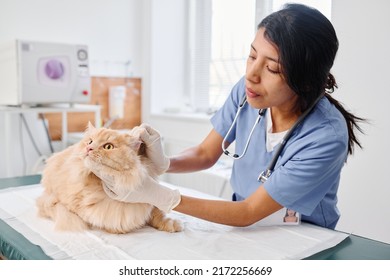 Young adult Hispanic woman working in modern animal hospital examining fluffy ginger cat checking its ears